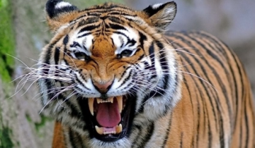 نمر يلتهم طفلا في الهند.. قصة مأساوية بدأت بقطف ثمار المانغو