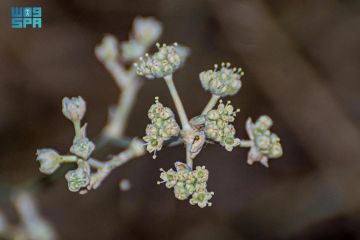 انتعاش الغطاء النباتي يبرز نبات القرضي انتعاش الغطاء النباتي يبرز نبات القرضي