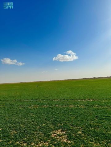 أمطار الربيع تنعش الغطاء النباتي في الشمالية