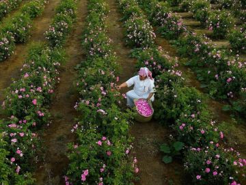 موسم الورد الطائفي.. أرقام وجمال