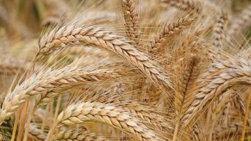 الهيئة العامة للأمن الغذائي ترسي الدفعة الثالثة من القمح المستورد هذا العام