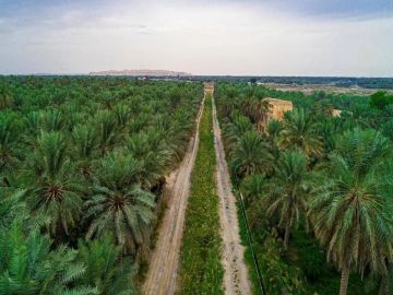 الأحساء.. الواحة الأكبر على مستوى العالم