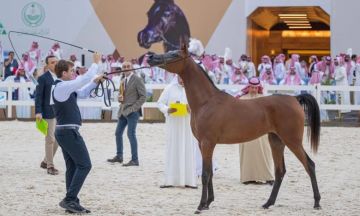 انطلاق بطولة القصيم لجمال الخيل العربية الأصيلة غدًا