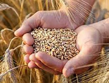 مواعيد استلام القمح المحلي