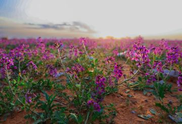 الغطاء النباتي يوقع عقودا استثمارية لتطوير 3 متنزهات وطنية بمساحة تتجاوز 21 مليون متر مربع