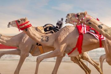 ميدان الهجن بنجران يقيم سباق مهرجان المفاريد غدًا