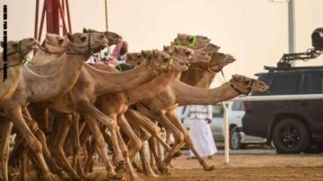 الاتحاد السعودي للهجن يكشف البرنامج الزمني لسباق المفاريد
