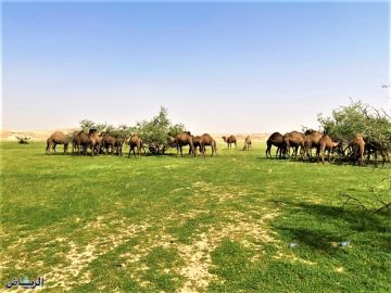 محمية الإمام عبدالعزيز بن محمد الملكية تؤكد أن الرعي الموسمي مخصص للمجتمع المحلي