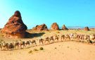 العــلا تحتـفي بـإرث الإبــل في يـومهـا العـالمـي - sa