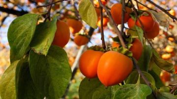 7 فوائد سيحصل عليها الجسم عند تناول ثمرة الكاكا