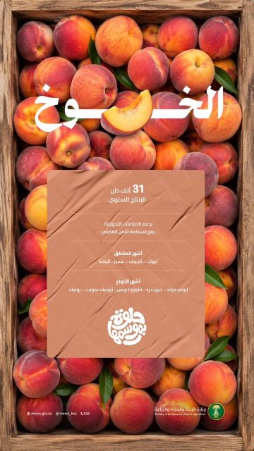 منافذ البيع تنتعش بأكثر من 31 ألف طن من ثمار الخوخ المنتجة محليا منافذ البيع تنتعش بأكثر من 31 ألف طن من ثمار الخوخ المنتجة محليا