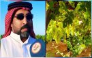 قصة مزارع بالقصيم يزرع 30 ألف شجرة عنب وينتج 250 ألف صندوق سنويا.. فيديو