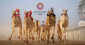 بجوائز تتجاوز 50 مليون ريال و248 شوطاً.. إعلان برنامج مهرجان ولي العهد للهجن 2026