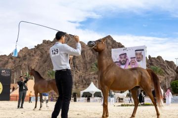 مركز الملك عبدالعزيز للخيل العربية الأصيلة يرفع تصنيف بطولة حائل الدولية لجمال الخيل إلى الفئة (B)