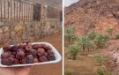 الكعيك أشهر تمور وادي الصفراء في المدينة المنورة.. فيديو