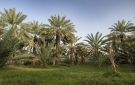 المدينة تستحوذ على 18 من إنتاج التمور - sa
