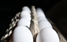 بلجيكا تعلن عن انتشار غير مسبوق للسالمونيلا وإصابة 306 أشخاص