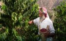 إنجاز متقدم في 5 مشاريع لتطوير قطاع البن بجازان وعسير والباحة وتسليمها قبل نهاية العام