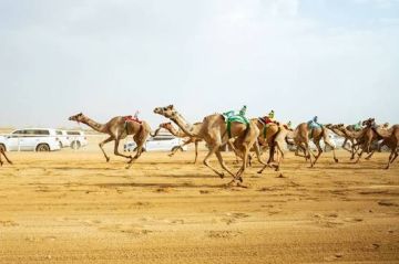 الطائف تحتضن منافسات كأس الاتحاد السعودي للهجن الأربعاء المقبل الطائف تحتضن منافسات كأس الاتحاد السعودي للهجن الأربعاء المقبل