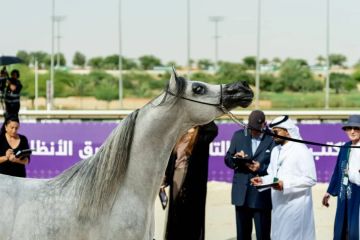30 سبتمبر.. الخالدية تجمع نخبة الخيل العربية الأصيلة 30 سبتمبر.. الخالدية تجمع نخبة الخيل العربية الأصيلة