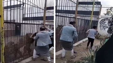 مشهد مفزع لأسود تلتهم يد طفل بين أنيابها بحديقة الحيوان في صنعاء.. فيديو مشهد مفزع لأسود تلتهم يد طفل بين أنيابها بحديقة الحيوان في صنعاء.. فيديو