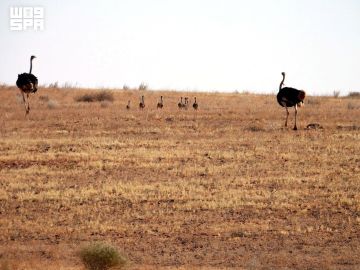 النعامة.. عملاق الصحراء الأسرع بين الطيور يعود إلى المملكة النعامة.. عملاق الصحراء الأسرع بين الطيور يعود إلى المملكة