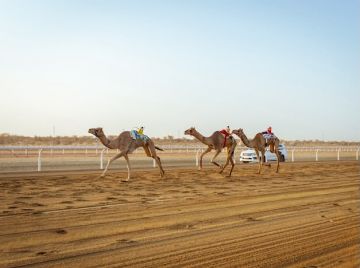 طواري تدخل التاريخ وتخطف الشوط رقم 4000 في مهرجان ولي العهد للهجن طواري تدخل التاريخ وتخطف الشوط رقم 4000 في مهرجان ولي العهد للهجن