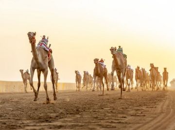 منتدى الطائف حول الهجن يناقش امتدادها الثقافي والاجتماعي منتدى الطائف حول الهجن يناقش امتدادها الثقافي والاجتماعي