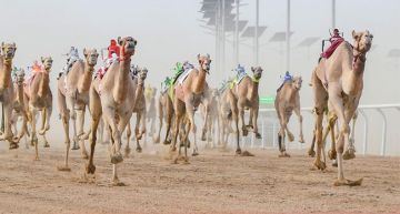 منافسات المزاين تزين المهرجان للمرة الأولى منافسات المزاين تزين المهرجان للمرة الأولى