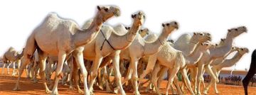 البيئة تعتمد ضوابط تنظيم المتاجرة بالإبل البيئة تعتمد ضوابط تنظيم المتاجرة بالإبل