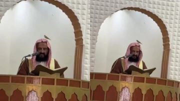موقف طريف لطائر يستقر فوق رأس خطيب الجمعة بالطائف .. فيديو موقف طريف لطائر يستقر فوق رأس خطيب الجمعة بالطائف .. فيديو