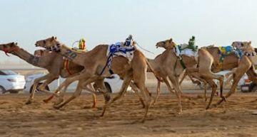 في مهرجان ولي العهد.. الهجن السعودية تتصدر افتتاحية اللقايا 
