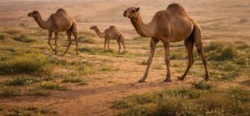 الرعي في الحجرة يقتصر على مواقع محددة وفق الضوابط والتصاريح الرعي في الحجرة يقتصر على مواقع محددة وفق الضوابط والتصاريح