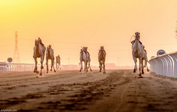 غدا .. أولى كؤوس مهرجان ولي العهد للهجن والجوائز تتجاوز 6 ملايين ريال غدا .. أولى كؤوس مهرجان ولي العهد للهجن والجوائز تتجاوز 6 ملايين ريال