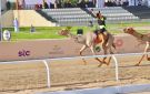 ميدان الطائف يشتعل غدا بـ سباق الهجانة في مهرجان ولي العهد
