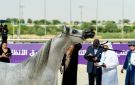 30 سبتمبر.. الخالدية تجمع نخبة الخيل العربية الأصيلة - sa