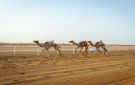  طواري تدخل التاريخ وتخطف الشوط رقم 4000 في مهرجان ولي العهد للهجن - sa