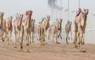 منافسات المزاين تزين المهرجان للمرة الأولى - sa