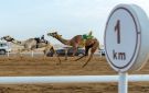 مهرجان ولي العهد للهجن.. ابن جلوي يتوج الفائزين بفئة الجذاع 