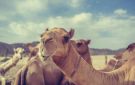 وزارة البيئة تعتمد ضوابط المتاجرة بالإبل لتطوير الممارسات المنظمة للقطاع