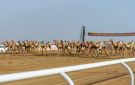 ابن جلوي يتوج أبطال اللقايا .. و ترف تحقق كأس مهرجان ولي العهد والتوقيت الأفضل