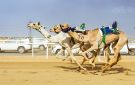 مهرجان ولي العهد للهجن بالطائف يتجاوز حاجز (4000) شوط