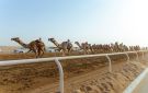 الهجن السعودية تكتسح فئة اللقايا بجوائز مليونية في مهرجان ولي العهد 2026