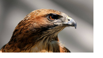 القصة المأساوية وراء أشهر الصور في العالم.. مشهد نسر يتربص بطفل جائع حتى الموت القصة المأساوية وراء أشهر الصور في العالم.. مشهد نسر يتربص بطفل جائع حتى الموت