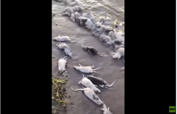 مشهد أثار الذعر.. نهر عطبرة شرق السودان يلفظ فئرانا