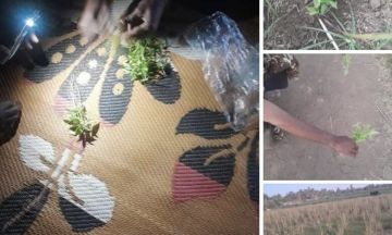 ضبط زراعة بنقو داخل جزيرة أرتقاشا بالشمالية بواسطة فرعية مكافحة المخدرات وجهاز المخابرات الوطني