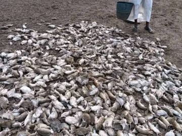 ظاهرة بيئية مقلقة تمتد عبر ولايات السودان