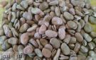 السودان يصدر قرارا بحظر استيراد الفول المصري
