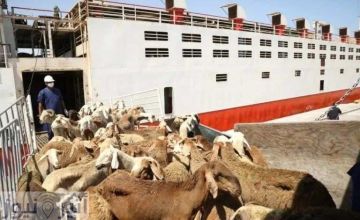 السعودية ترفع الحظر عن صادر المواشي السودانية مع اقتراب موسم الهدى