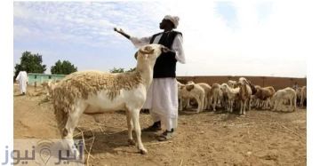الشيخ عبد الحي يوسف يحسم أمر جواز شراء الأضحية بالأقساط
